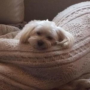 Meet your Posher, Susan